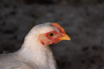 White broiler chicken looking curiously at the camera