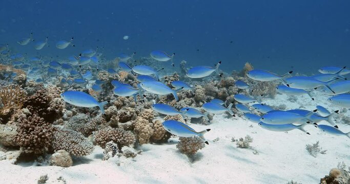 A colony of blue Suez fusilier fish swim in one direction.