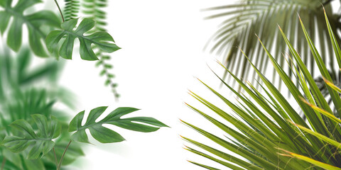 Palm leafs on transparent background