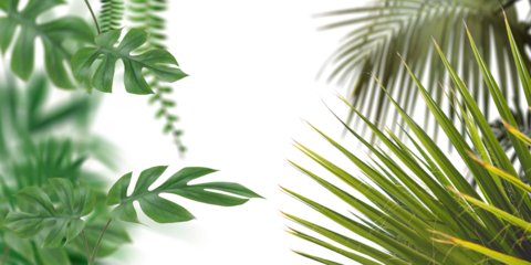 Palm leafs on transparent background