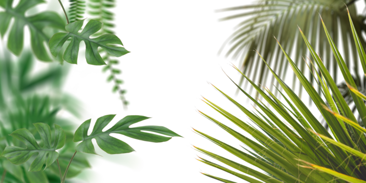 Palm leafs on transparent background
