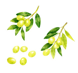 葉っぱ付きの緑色のオリーブ　フルーツの手描き水彩イラスト素材