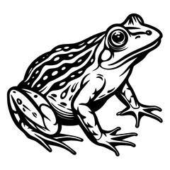 Frog on white background isolated, macro close-up