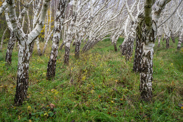Planted Curly birches (Betula pendula var. carelica) in autumn. Curly birch is a special variety of...