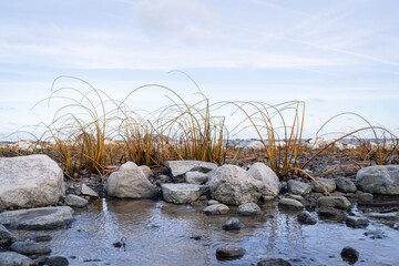 View of the seashore at low tide. Stoney beach landscape with common rush (Juncus effusus). Autumn...