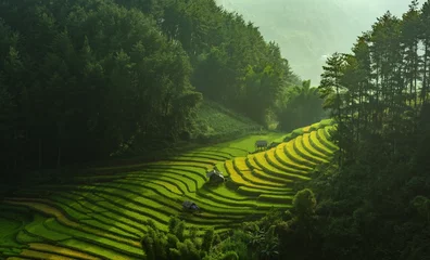 Papier Peint photo Mu Cang Chai Rice Fields Terraced Mu Cang Chai Yenbai Vietnam