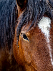 Beautiful horse portrait in the basque spring
