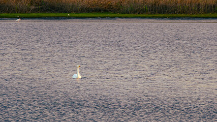 Fototapeta premium 夕暮れの池の白鳥