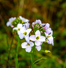 Beuatiful flowers in spring