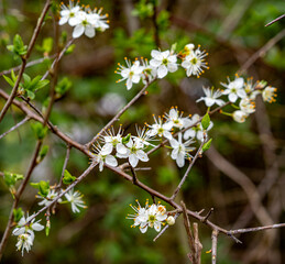 Spring flowers in the Basque Country