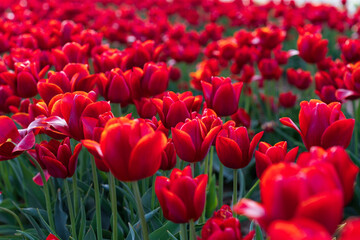 Field of blooming red tulips on a spring day. Selective focus