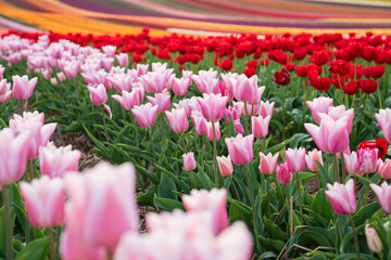 Colorful field of blooming tulips on a spring day. Selective focus