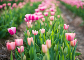 Field of blooming tulips on a spring day. Close up of pink flowers. Selective focus