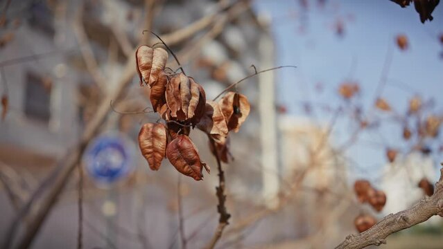 Close-up of withered brown leaves on a tree branch against a blurred urban backdrop in murcia, spain