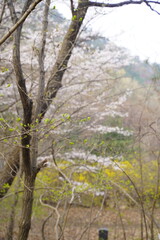 봄 벚꽃