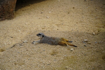 미어캣  meerkat, mierkat