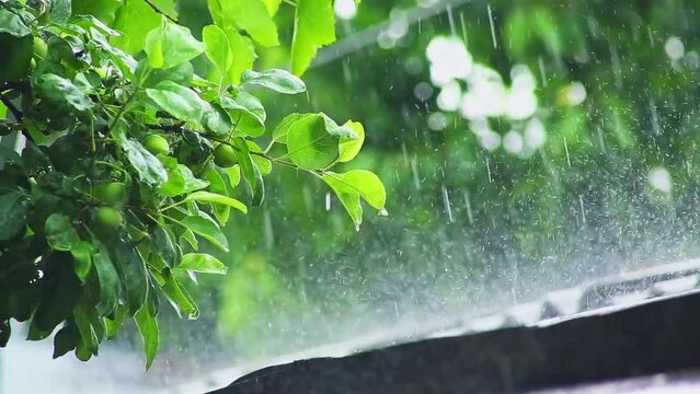 The rain pours down on the green leaves of the tree and on the roof of the garden.