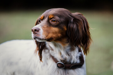 Photos of  rescued dogs from their foster home where they are provided with food, veterinary treatment and full health care. They are provided with daily obedience and socialization training.