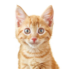 Naklejka premium Small orange kitten with blue eyes