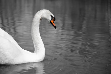 Mute swan (Cygnus olor) on the  water .