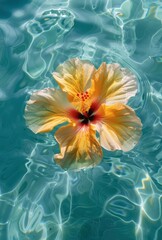Top view of a yellow hibiscus flower on the pool with crystal clear water in the background