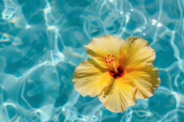 Fototapeta na wymiar Top view of a yellow hibiscus flower on the pool with crystal clear water in the background