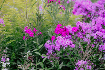 Blooming phlox garden flowers. Decorative plants.