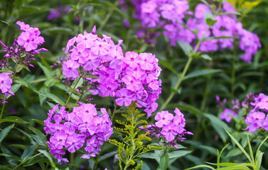 Blooming phlox garden flowers. Decorative plants.