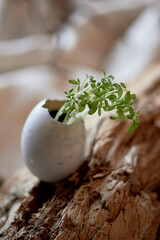 Greens sprouted in the shell. A symbol of new life. Microgreens and ecology - 778849904