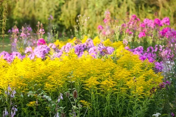 Zelfklevend Fotobehang Wrinkleleaf goldenrod or solidago rugosa yellow flowers. © pictures_for_you
