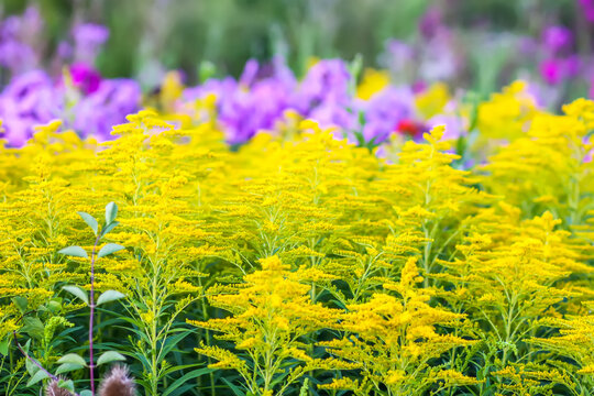 Wrinkleleaf goldenrod or solidago rugosa yellow flowers.