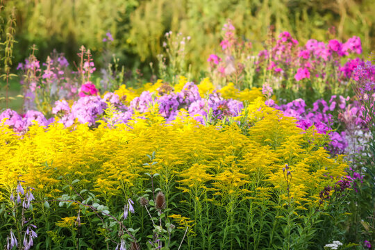 Wrinkleleaf goldenrod or solidago rugosa yellow flowers.