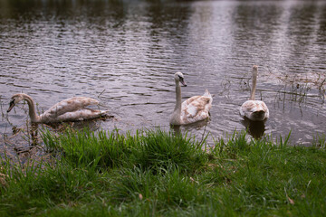 Swan Lake Serenity Charming Young Swans Near the Shore