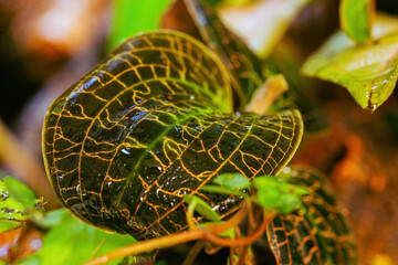 Orchid Elegance: Dossinia Marmorata Flourishing in Earthy Mulch