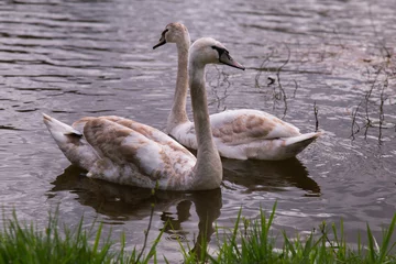Tuinposter Swan Lake Serenity Charming Young Swans Near the Shore © Qualshapes LTD