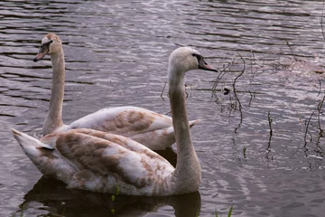 Tuinposter Swan Lake Serenity Charming Young Swans Near the Shore © Qualshapes LTD