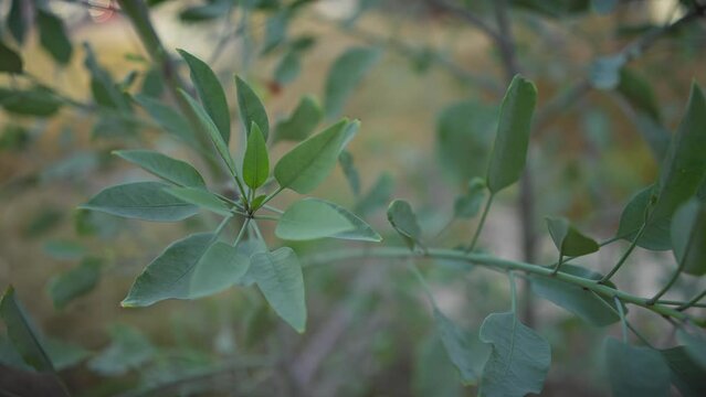Close-up of laurus nobilis, commonly known as bay leaf, in natural outdoor setting with vibrant green leaves.
