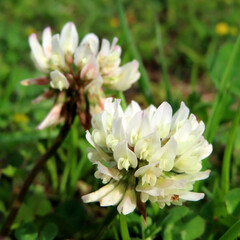 春にシロツメクサが白い花を咲かせています