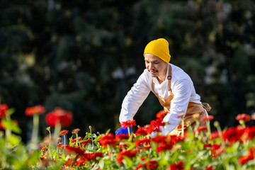 Asian farmer and florist is working in the farm while cutting zinnia flowers using secateurs for cut flower business in his farm for agriculture industry