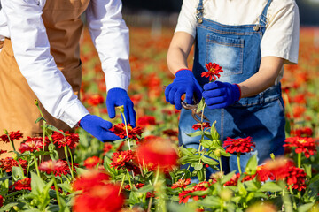 Close up of farmer and florist is working in the farm while cutting zinnia flowers using secateurs...