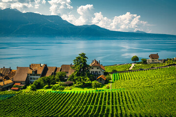 Vineyards on the Geneva lake shore, Rivaz village, Switzerland - obrazy, fototapety, plakaty