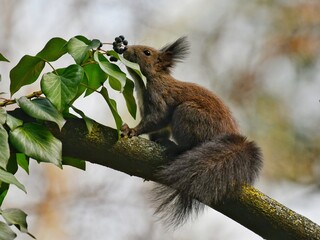 Wild Squirrel Frolicking in the Woods