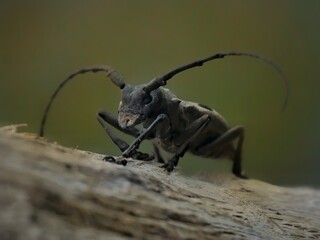 beetle on wood macro