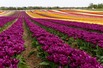 Blooming fields with tulips. Spring fields with tulips. Rows of tulips. Bright colorful fields with tulips