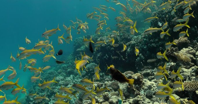 A deep ocean view of a colony of flashy yellow fish and dense reefs.