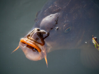 口を開けた鯉
