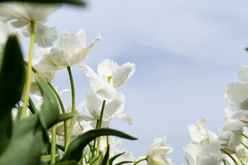 white tulips close up.  white tulips against the sky.  Spring freshness. 