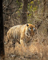 wild huge male bengal tiger panthera tigris fine art portrait walking head on territory stroll in...
