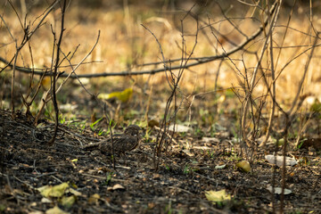savanna nightjar or Franklins nightjar or Caprimulgus affinis well camouflaged nightbird roosting on roadsides natural green background at panna national park forest tiger reserve madhya pradesh india
