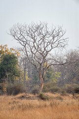 Abandoned Tree or old tree in forest safari at panna national park tiger reserve madhya pradesh india asia